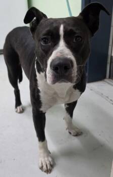 Mixed Breed Dogs Available for Adoption in Savannah, Georgia - Muffin | PetCurious