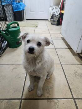 Coco -  Terrier Dog for Adoption in El Centro, California - Coco | PetCurious