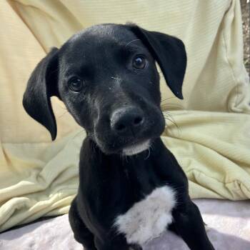 Labrador Retriever and Mixed Breed Dogs Available for Adoption in Pulaski, Tennessee - Ahsoka Tano | PetCurious