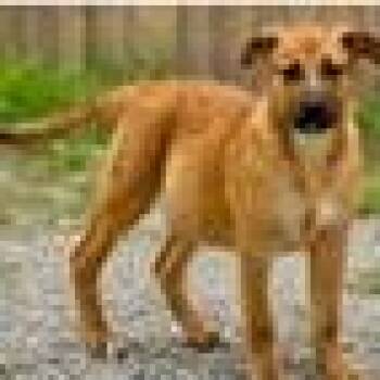 Happy -  Black Mouth Cur and Mixed Breed Dog for Adoption in Tampa, Florida - Happy | PetCurious