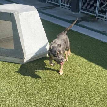 Rescue Pit Bull Terrier Dogs for Adoption in Hannibal, Missouri - November | PetCurious