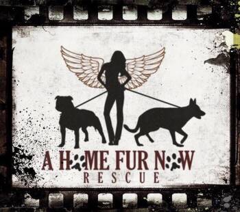 German Shepherd Dog Dogs Available for Adoption in Holbrook, New York - PAID FOSTER OPPORTUNITY | PetCurious