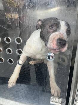 THEO -  Mixed Breed Dog for Adoption in Dallas, Texas - THEO | PetCurious