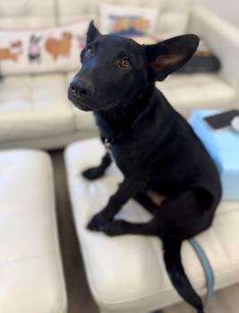 Homer -  Australian Kelpie Dog for Adoption in Sonora, California - Homer | PetCurious
