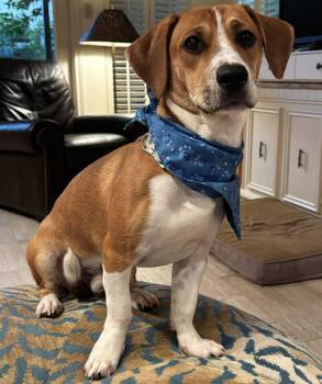 BAGEL -  Beagle and Dachshund Dog for Adoption - BAGEL | PetCurious