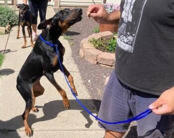 Dozer -  Doberman Pinscher Dog for Adoption in Omaha, Nebraska - Dozer | PetCurious