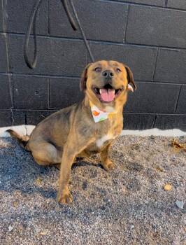 Rescue Hound Dogs for Adoption in Knoxville, Tennessee - Subawu | PetCurious