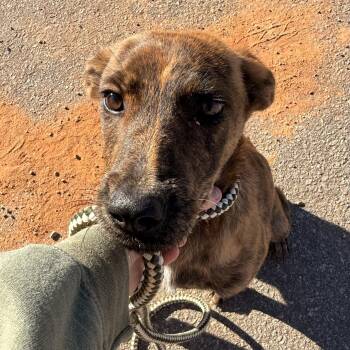 Allisa -  Mixed Breed Dog for Adoption in Columbia, South Carolina - Allisa | PetCurious