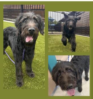 Bernard (Great Family Dog) -  Labradoodle Dog for Adoption in Newfoundland, Pennsylvania - Bernard (Great Family Dog) | PetCurious