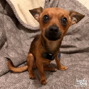 Kramer -  Chihuahua Dog for Adoption in Washington, District Of Columbia - Kramer | PetCurious