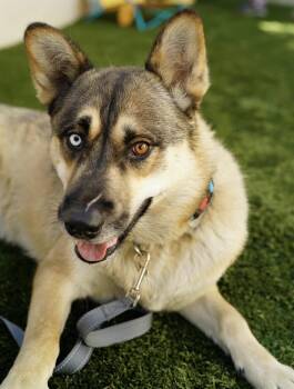 Rescue Husky and German Shepherd Dog Dogs for Adoption in Pasadena, California - Luke | PetCurious