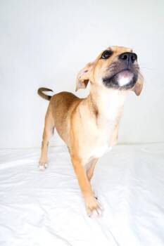 Rescue Pit Bull Terrier Dogs for Adoption in Bixby, Oklahoma - Raven | PetCurious