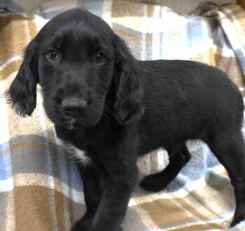 Golden Retriever Dogs Available for Adoption in Thief River Falls, Minnesota - Nigel | PetCurious