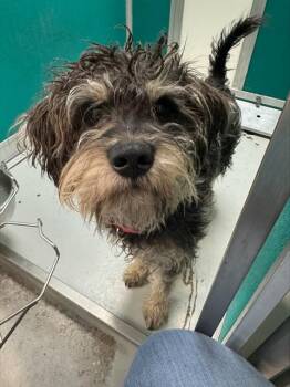 Schnauzer and Mixed Breed Dogs Available for Adoption in Oklahoma City, Oklahoma - SNOOPY | PetCurious