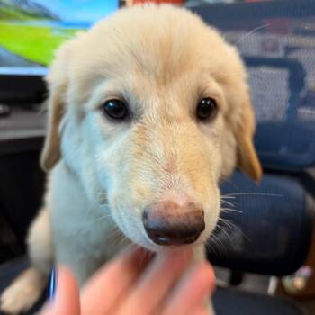 Dolley Madison -  Australian Shepherd and Great Pyrenees Dog for Adoption in Norman, Oklahoma - Dolley Madison | PetCurious