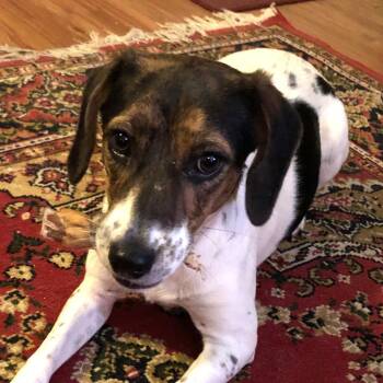 Rescue Beagle and Jack Russell Terrier Dogs for Adoption in Locust Fork, Alabama - Scarlett | PetCurious
