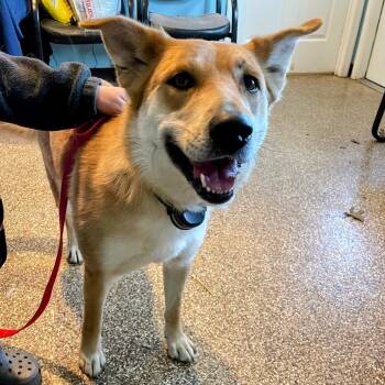 Rescue Shepherd and Mixed Breed Dogs for Adoption in Lyndhurst, Virginia - Amelia Bedelia | PetCurious