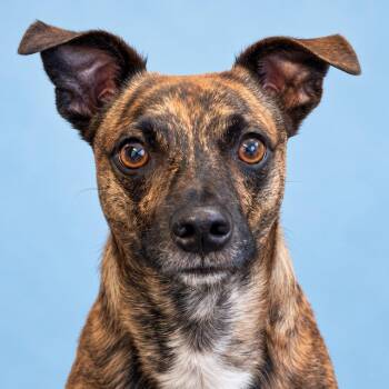 Remy -  Jack Russell Terrier and Mixed Breed Dog for Adoption in Mankato, Minnesota - Remy | PetCurious