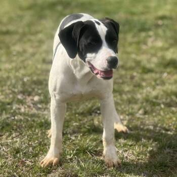 Rescue Mixed Breed Dogs for Adoption in Otisfield, Maine - Abraham | PetCurious