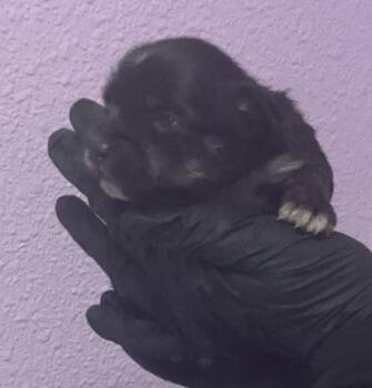 Chihuahua and Mixed Breed Dogs Available for Adoption in El Paso, Texas - 61073322 | PetCurious