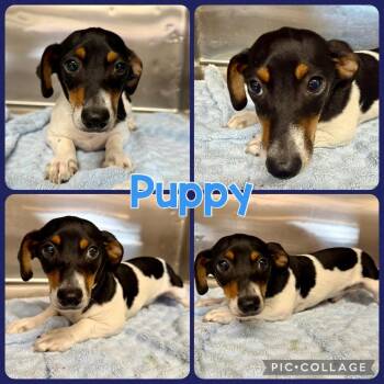 Puppy -  Jack Russell Terrier and Mixed Breed Dog for Adoption in Opelika, Alabama - Puppy | PetCurious