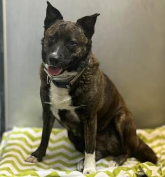 Staffordshire Bull Terrier and Mixed Breed Dogs Available for Adoption in Houston, Texas - BELLA | PetCurious