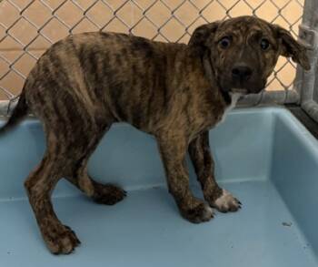 Rescue Pit Bull Terrier and Mixed Breed Dogs for Adoption in Madera, California - Thorn | PetCurious