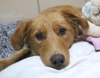 Golden Retriever Dogs Available for Adoption in Kansas City, Kansas - Kelly (AO36308) | PetCurious