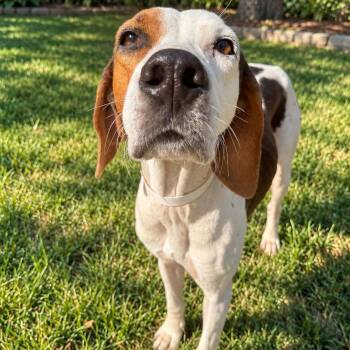 Muna -  Coonhound Dog for Adoption in Parrish, Alabama - Muna | PetCurious