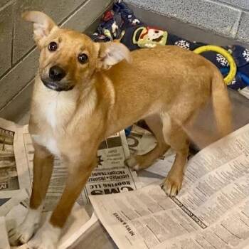 Bambi -  Shepherd Dog Available for Adoption in Erie, Pennsylvania - Bambi | PetCurious