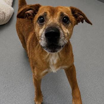 Timothy -  Feist Dog for Adoption in Spruce Pine, North Carolina - Timothy | PetCurious