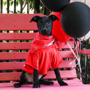 Briseis -  Labrador Retriever Dog for Adoption in Wake Forest, North Carolina - Briseis | PetCurious
