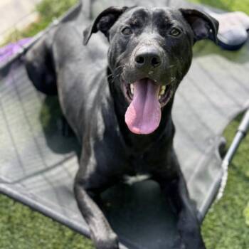 Deacon -  Black Labrador Retriever and Mixed Breed Dog for Adoption in Monticello, Iowa - Deacon | PetCurious