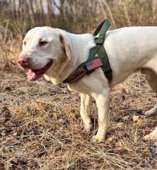 Labrador Retriever Dogs Available for Adoption in Herndon, Virginia - Clarance | PetCurious