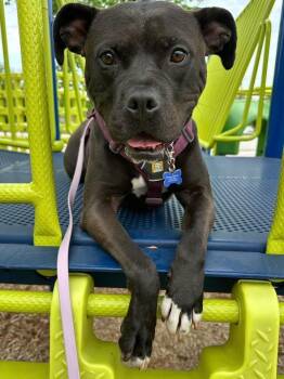 Rosella (Rosie) -  Terrier Dog for Adoption - Rosella (Rosie) | PetCurious