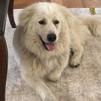 Great Pyrenees Dogs Available for Adoption in Wando, South Carolina - Prince Florian | PetCurious