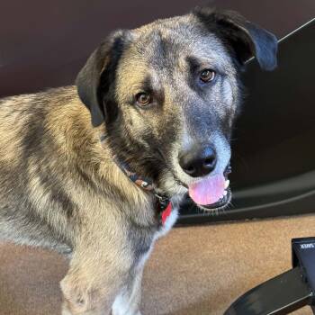 Marty -  Anatolian Shepherd Dog for Adoption in Houston, Texas - Marty | PetCurious