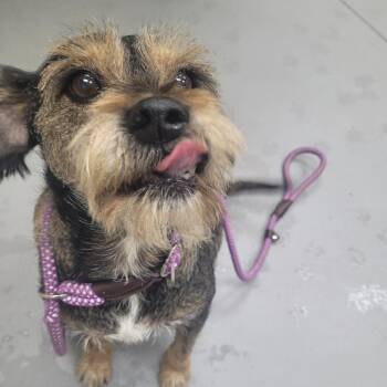 10/17/2026-Stray-FloydRoad/WoodruffFarmRoad -  Mixed Breed Dog for Adoption in Columbus, Georgia - 10/17/2026-Stray-FloydRoad/WoodruffFarmRoad | PetCurious