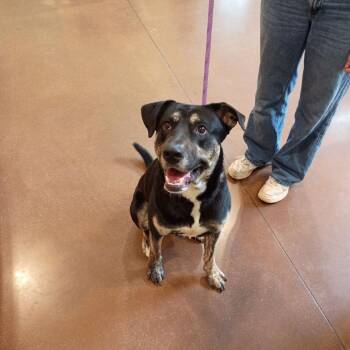 Labrador Retriever Dogs Available for Adoption - Baggins | PetCurious