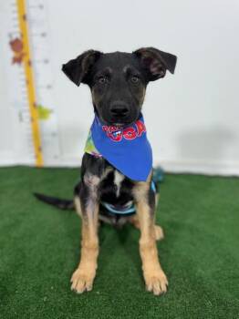 German Shepherd Dog and Labrador Retriever Dogs Available for Adoption in Carlsbad, California - Jasper | PetCurious