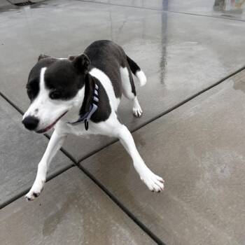 Mixed Breed Dogs Available for Adoption in Harrisonburg, Virginia - Bella | PetCurious