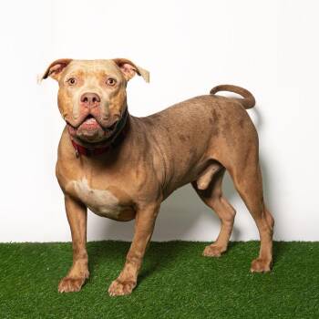 Mustard -  American Bulldog and Mixed Breed Dog for Adoption in Port Richey, Florida - Mustard | PetCurious