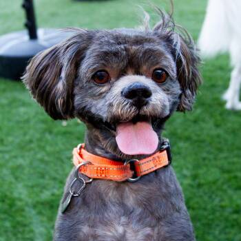 Kiko -  Shih Tzu Dog for Adoption in Malibu, California - Kiko | PetCurious