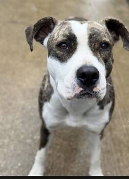 Ambrette -  Pit Bull Terrier Dog for Adoption in Chicago, Illinois - Ambrette | PetCurious