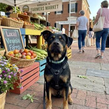 Roscoe -  Rottweiler and Mixed Breed Dog for Adoption in Marshall, Virginia - Roscoe | PetCurious