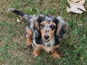 Rainy -  Dachshund Dog for Adoption in Ashland, Wisconsin - Rainy | PetCurious