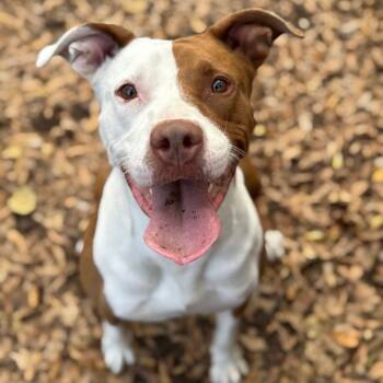 Rescue Mixed Breed Dogs for Adoption in Decatur, Georgia - Smidgen | PetCurious