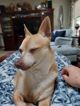 Rescue Chihuahua Dogs for Adoption in Clovis, California - Archie | PetCurious