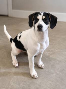Kristie -  Beagle and Australian Cattle Dog Blue Heeler Dog for Adoption in Medfield, Massachusetts - Kristie | PetCurious