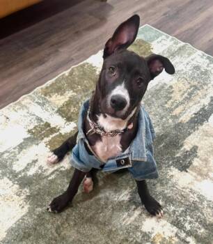 Nikki Fun time Friend -  Pit Bull Terrier and Labrador Retriever Dog for Adoption in Friendswood, Texas - Nikki Fun Time Friend | PetCurious